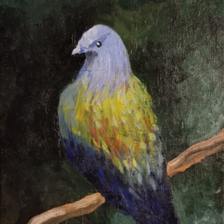 Nicobar pigeon