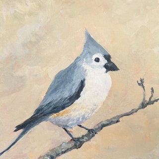 Tufted Titmouse
