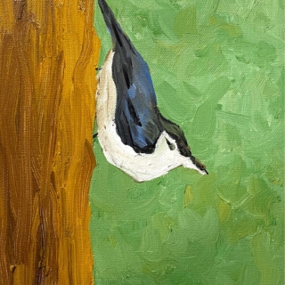 Nuthatch