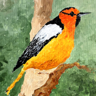 Bullock's Oriole
